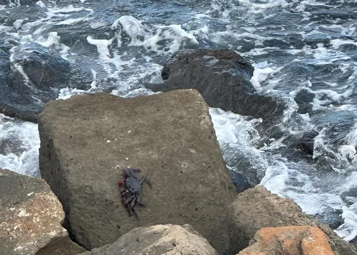 Luxury Canarian With Large Pool In Costa 아파트 테기세